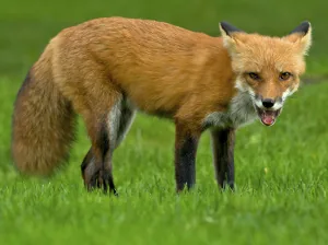 A red fox standing alert, showing its slender body, bushy tail, and upright ears