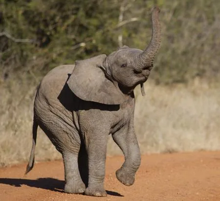 Dancing elephant