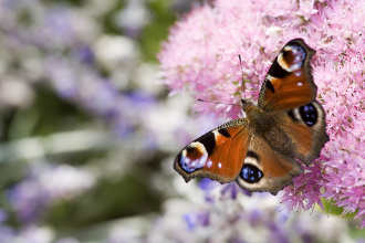 Peacock Butterfly, distinctive eye-spot patterns on rich brown wings