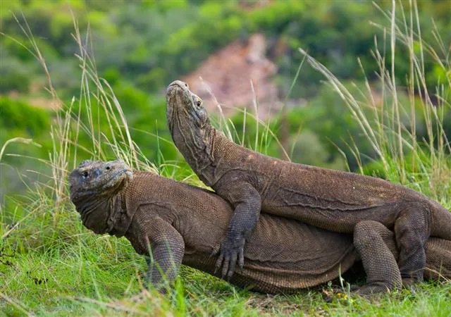 A large adult Komodo dragon showing its bulk and muscular build