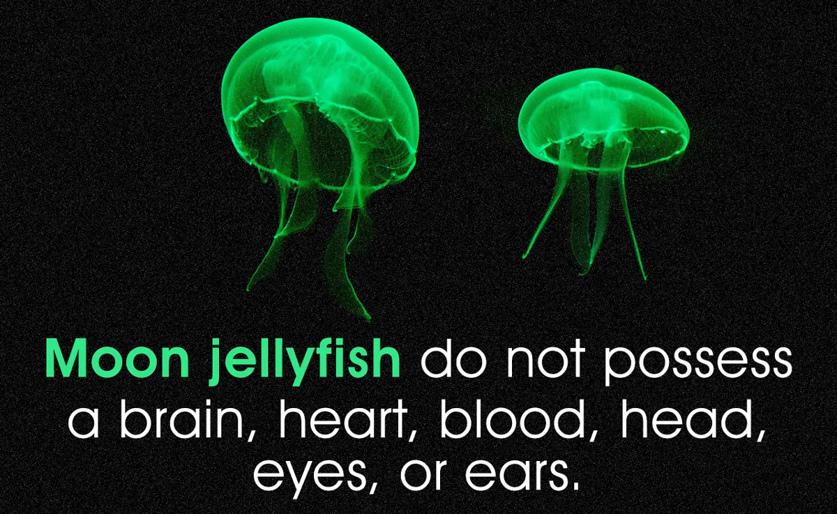 A moon jellyfish floating in open ocean water, showing its translucent bell-shaped body