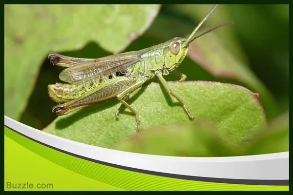 Cricket on a green background showing its body structure