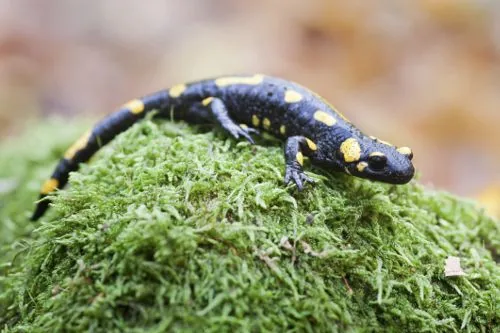 A black and yellow fire salamander on damp forest floor