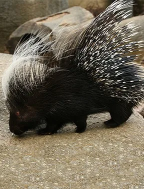 African crested porcupine with long quills
