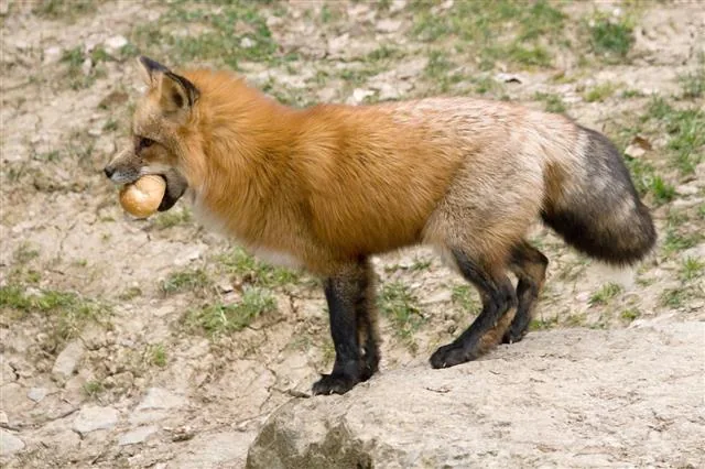 A red fox with its distinctive russet fur and bushy tail