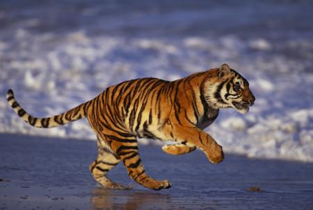 A Bengal tiger running along a sandy beach at the edge of a forest, showing its powerful stride