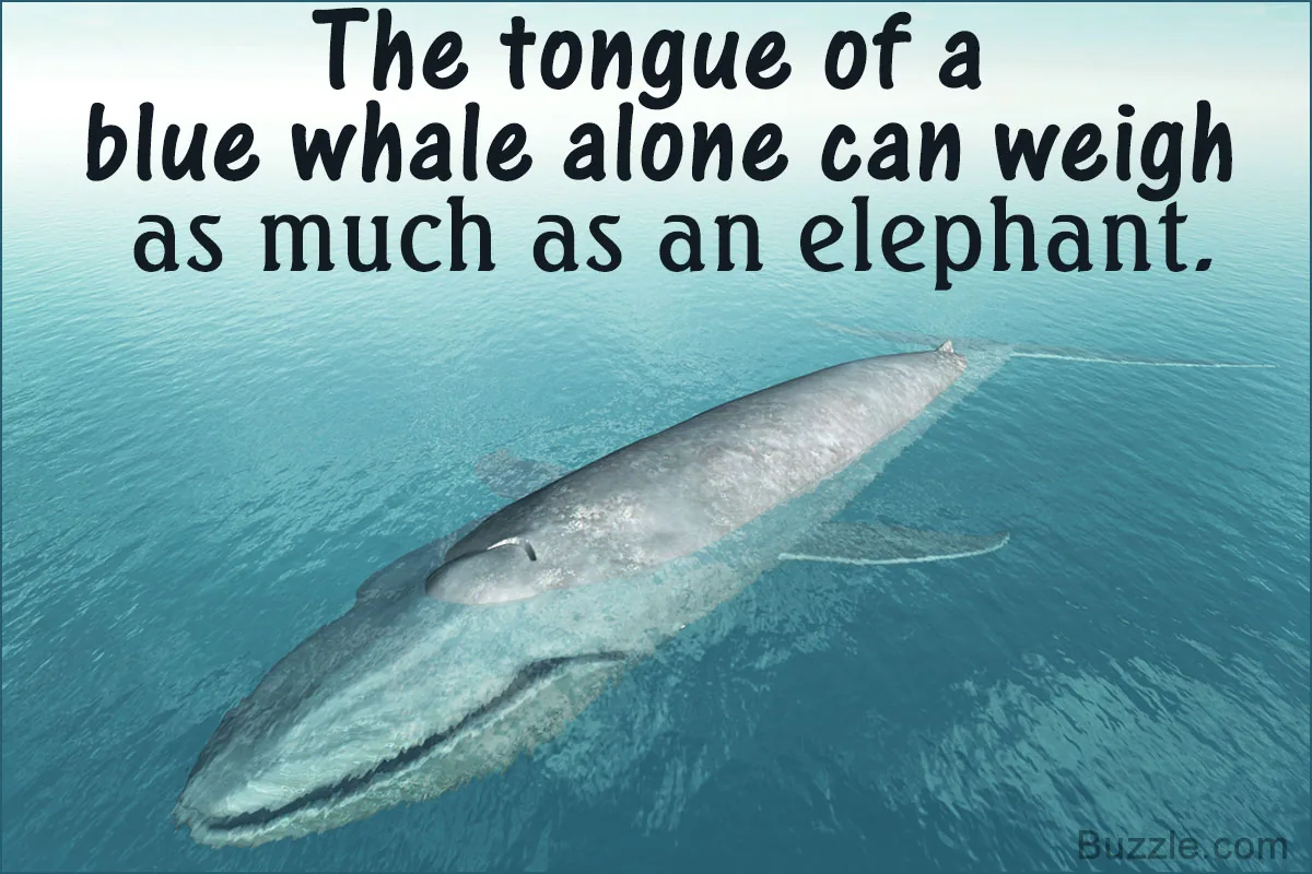 A blue whale in the ocean, why are blue whales endangered?