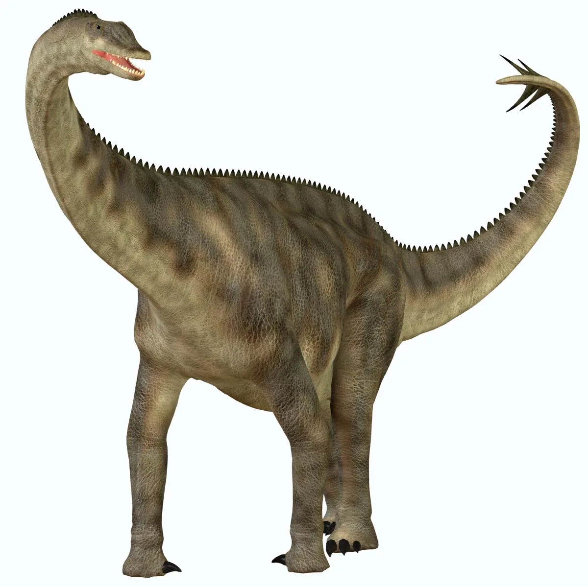 Shunosaurus lii, a Chinese sauropod with a club tail