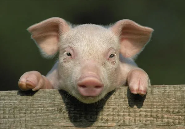 A pink piglet looking curious, pigs are among the smartest animals in the world