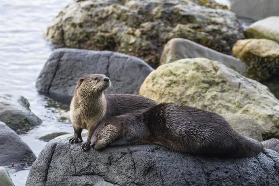 Common Otter