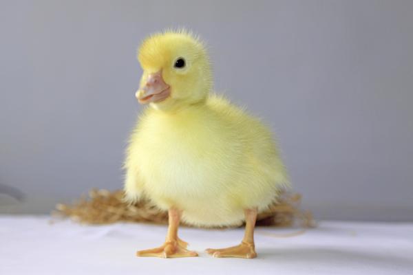 Ducklings