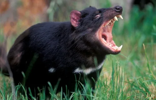 Tasmanian Devil snarling showing powerful jaw for its small body size