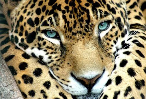 Close-up face of a jaguar in the wild