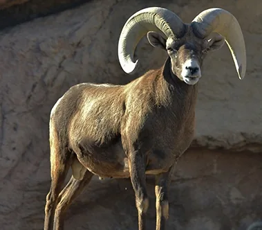 Bighorn sheep with curved horns on desert rock