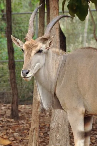 Eland antelope