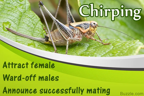 A cricket chirping to attract a female mate