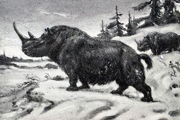 Woolly rhinoceros illustration showing its thick coat and two large horns