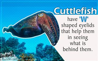 Cuttlefish hovering in open water, showing its oval mantle, lateral fin, and trailing arms