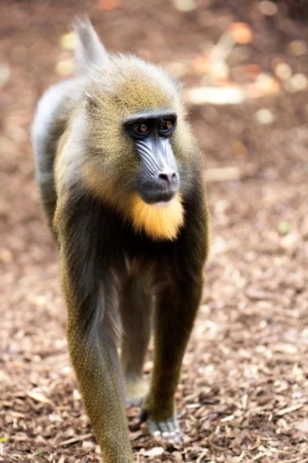 Female mandrill with more subdued coloring