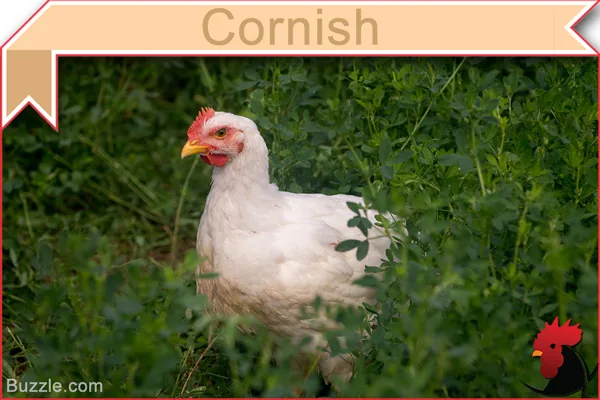Cornish chicken