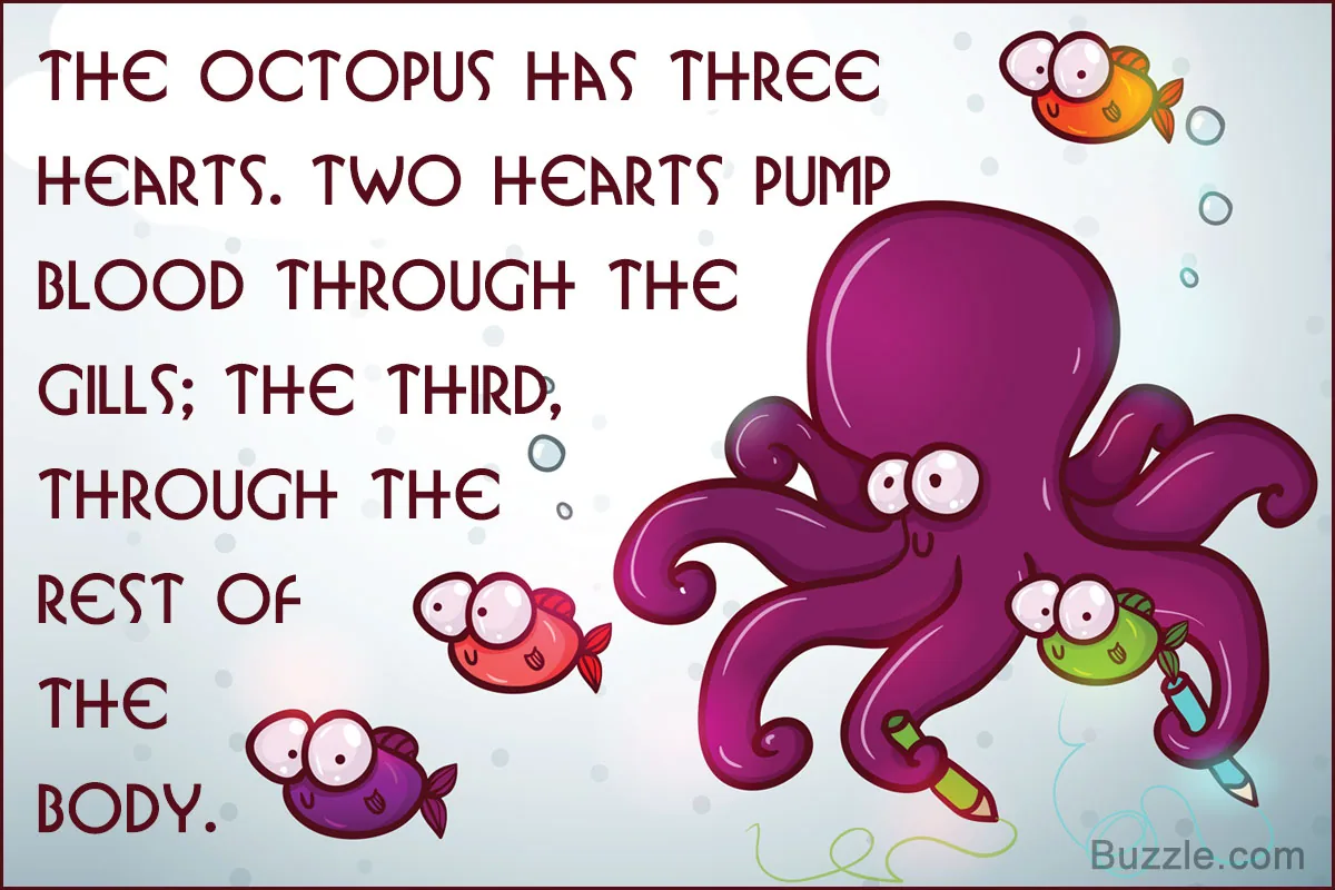 Octopus on a rock