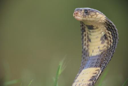 The King Cobra