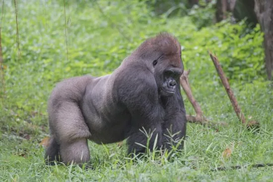 Silverback gorilla