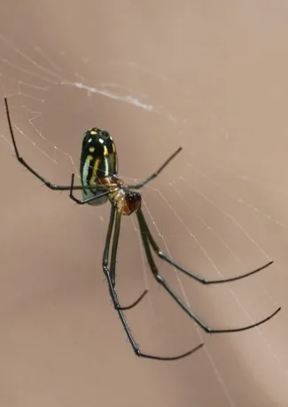 An orchard orb weaver spider on its web, showing metallic green and orange coloration