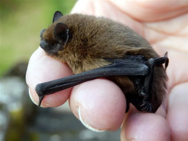 Bat