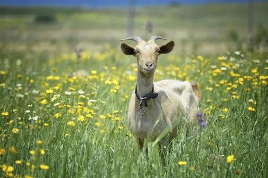 A goat standing in a meadow of flowers