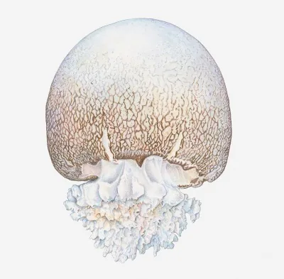 Cannonball Jelly