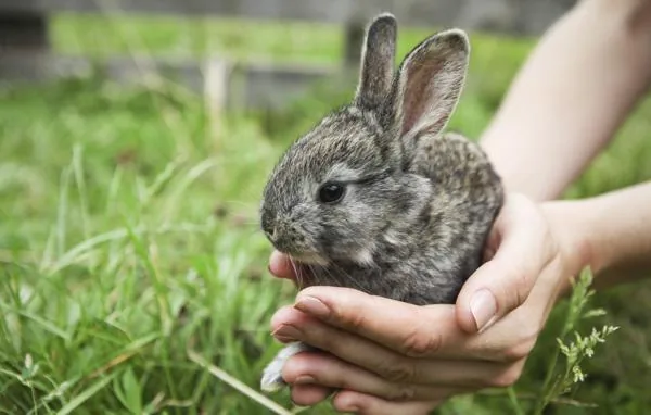 Baby rabbit in garden