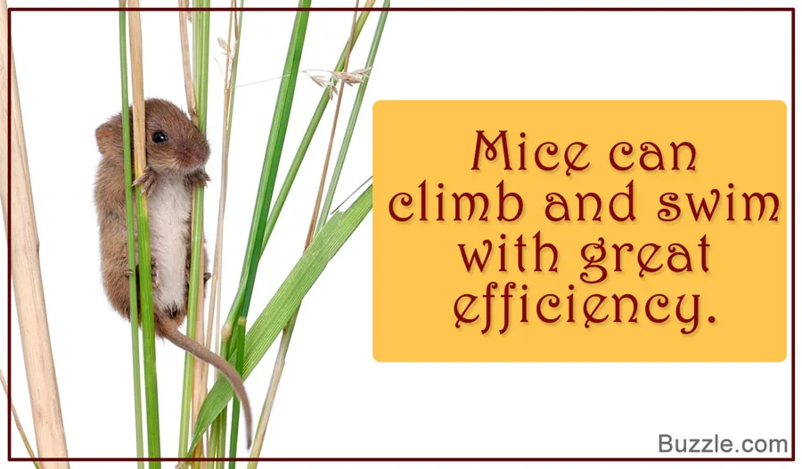 A mouse climbing a vertical surface with ease
