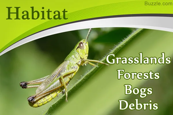 Grasslands and forest habitat where crickets live
