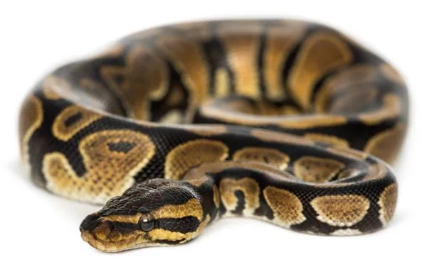 Royal Python, a nonvenomous snake