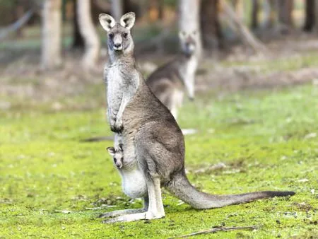 A gray kangaroo standing upright in a grassy Australian clearing with a small joey peeking out of its pouch.