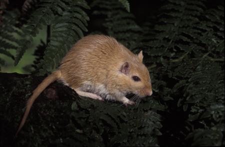 Mongolian Gerbil (Meriones unguiculatus)