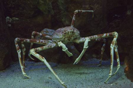 Japanese spider crab with long orange and white-spotted legs