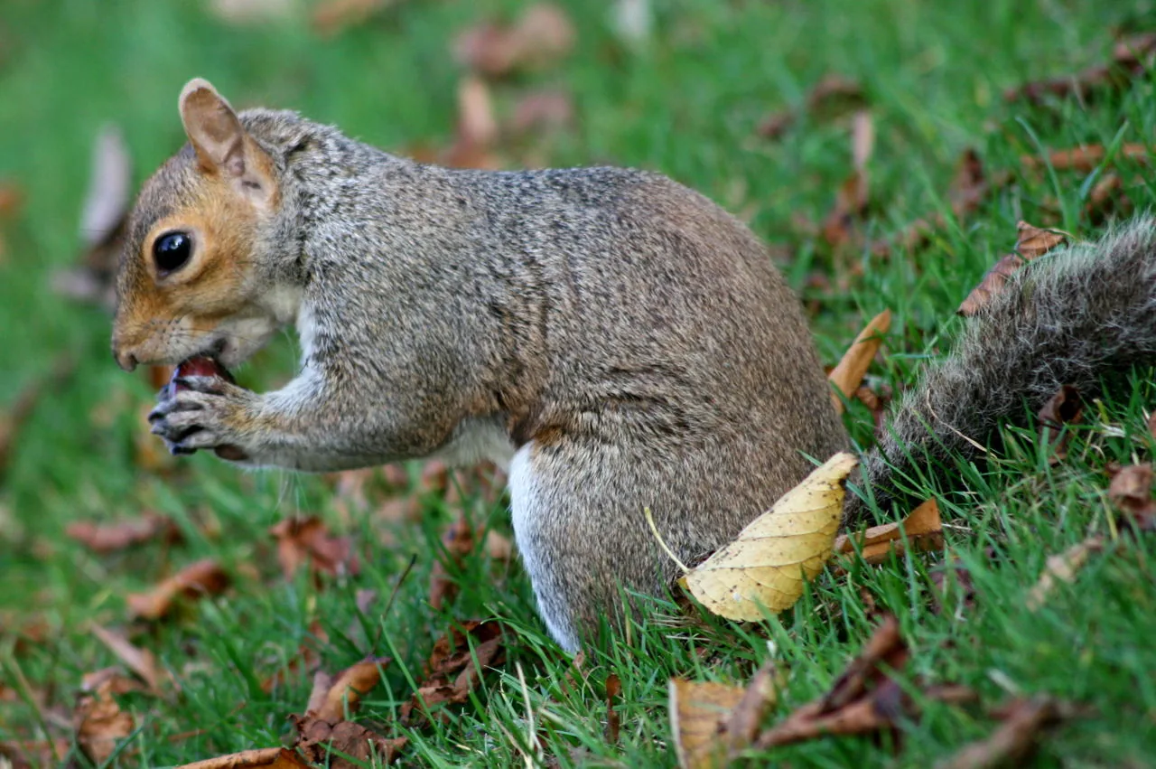 A squirrel gnawing on a nut, showing its large front incisors.