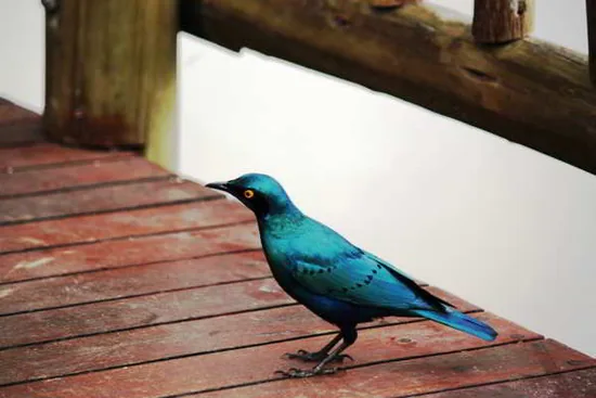 Blue Starling, a blue-colored animal