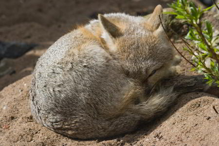 Swift fox (Vulpes velox) on the North American prairie