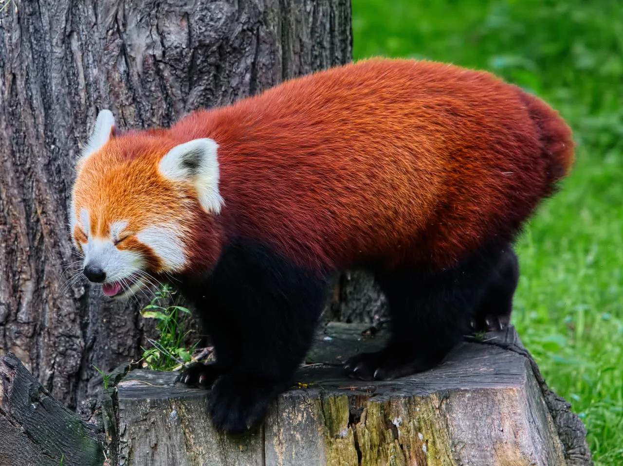 A red panda in a tree, its raccoon-like face and reddish fur set it clearly apart from the giant panda