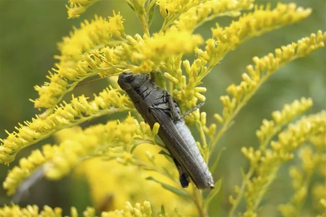 Close-up of a cricket on a leaf showing its detailed anatomy