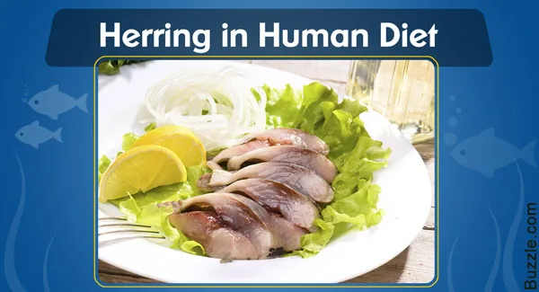 Herring prepared as food on a plate, showing the baked fish dish