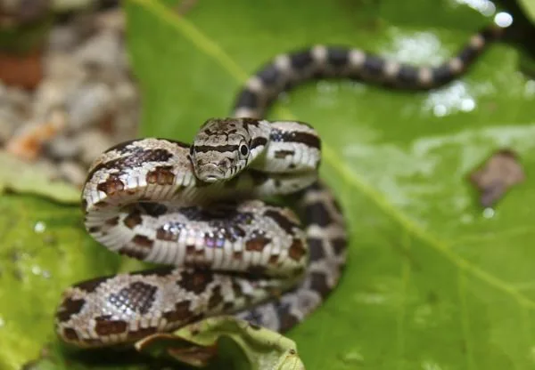 Gray Rat Snake, a nonvenomous snake