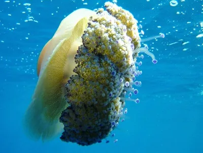 Upside-down Jellyfish