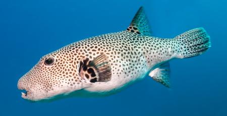 Star puffer fish against a blue ocean background