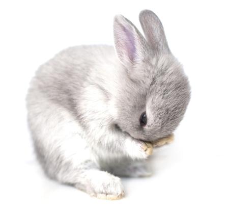 Adorable rabbit