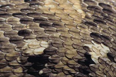 The interlocking scales of a snake