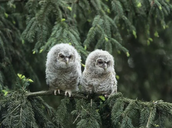 Two owlets perched on a branch, showing the large forward-facing eyes of nocturnal birds